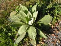 Bouillon blanc (2007-10 - St-Genis-l'Argentiere) (1)